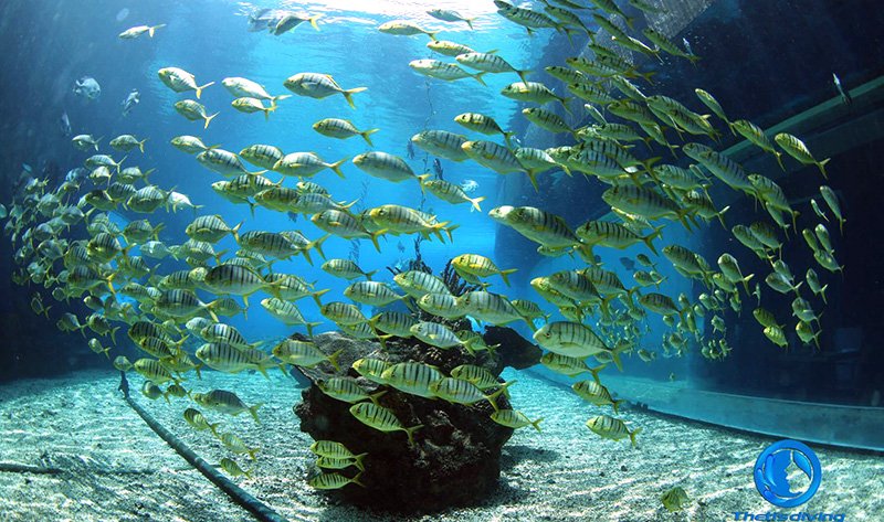 特締思海洋館潛水，我們不一樣（螞蜂窩）