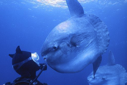 潛水時(shí)驚慌怎么辦？