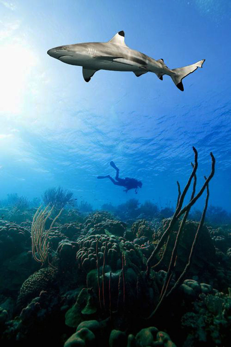 鯊魚(yú)為什么不吃潛水員？