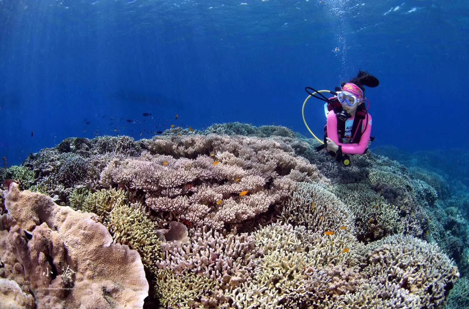 一起來(lái)保護我的海洋