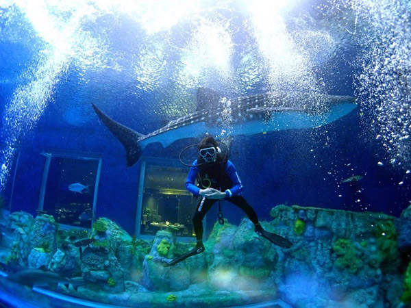 潛在水里，學(xué)做一條靜靜的魚(yú)