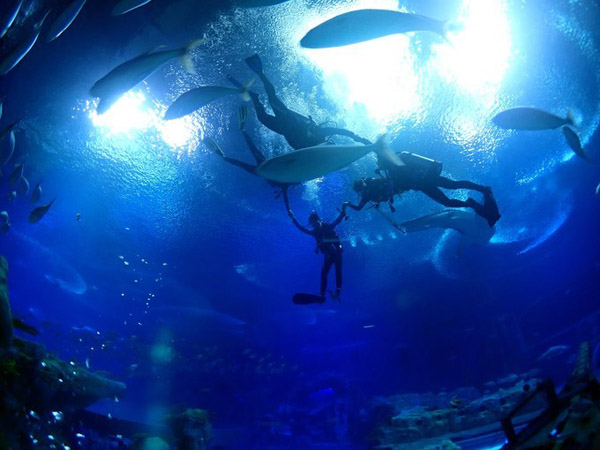 潛在水里，學(xué)做一條靜靜的魚(yú)