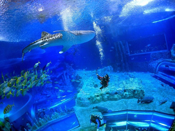 潛在水里，學(xué)做一條靜靜的魚(yú)