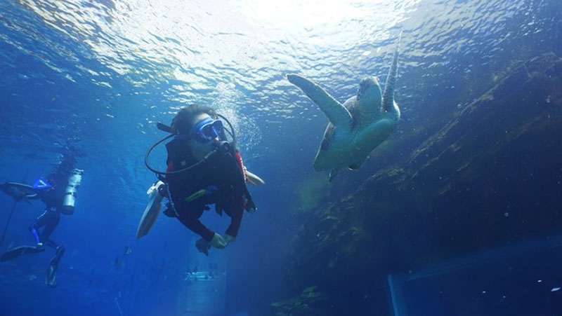 如果人魚(yú)有故事