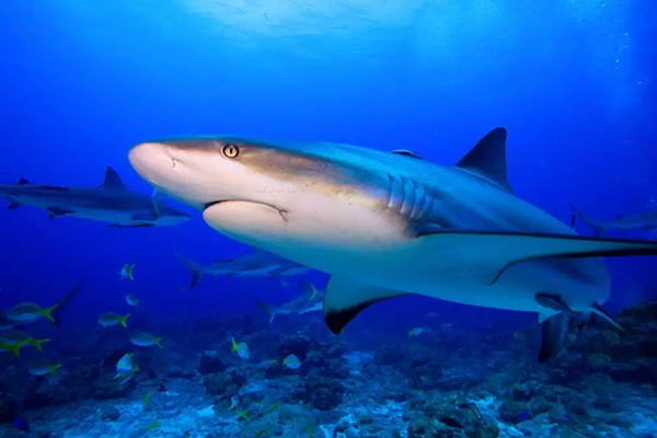 【水肺潛水安全嗎？】轉自PADI