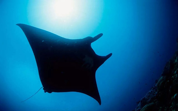 【潛水這艘賊船，這次開(kāi)往上帝的花園】文章轉自/三聯(lián)生活周刊