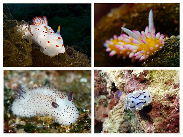 【潛水這艘賊船，這次開(kāi)往上帝的花園】文章轉自/三聯(lián)生活周刊