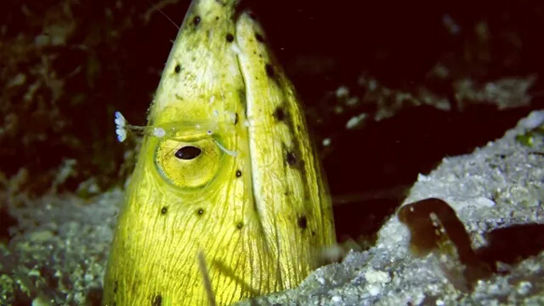 潛水拍照新姿勢，放下你的剪刀手，我們來(lái)這樣拍