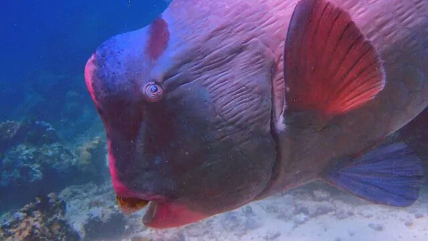 潛水拍照新姿勢，放下你的剪刀手，我們來(lái)這樣拍