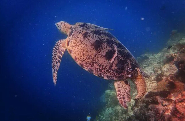 潛水拍照新姿勢，放下你的剪刀手，我們來(lái)這樣拍