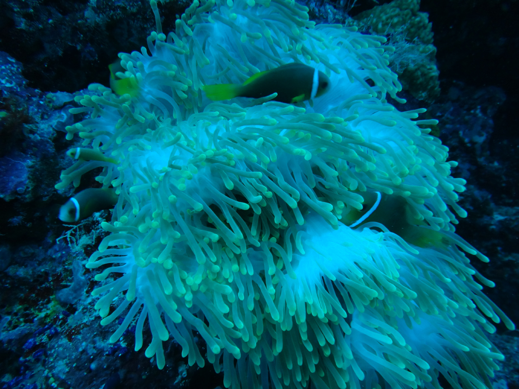 潛水術(shù)語(yǔ)