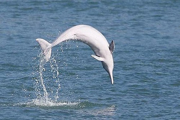 民間海洋環(huán)保組織5年間呈爆發(fā)性增長(cháng)