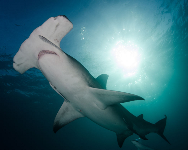 無(wú)溝雙髻鯊