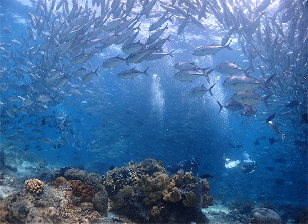 馬來(lái)西亞潛水絕佳攻略