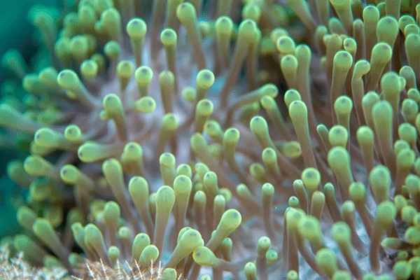 FX的船宿之旅---馬爾代夫（四方線(xiàn)）