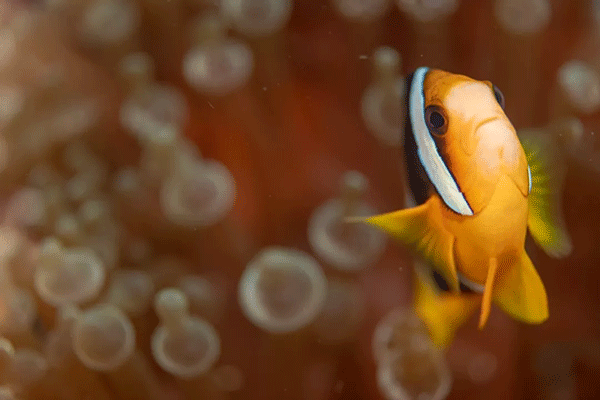 FX的船宿之旅---馬爾代夫（四方線(xiàn)）