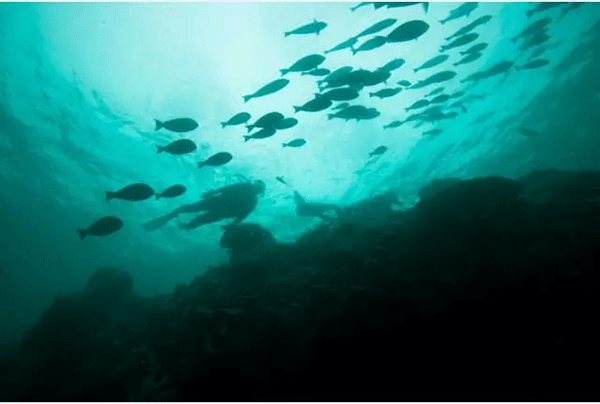 成為潛水員之前的你，是不是也問(wèn)過(guò)這些問(wèn)題？