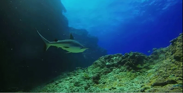 毛里求斯，不要太美