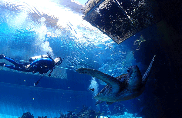 潛水常見(jiàn)問(wèn)題，原來(lái)潛水沒(méi)你想的那么難