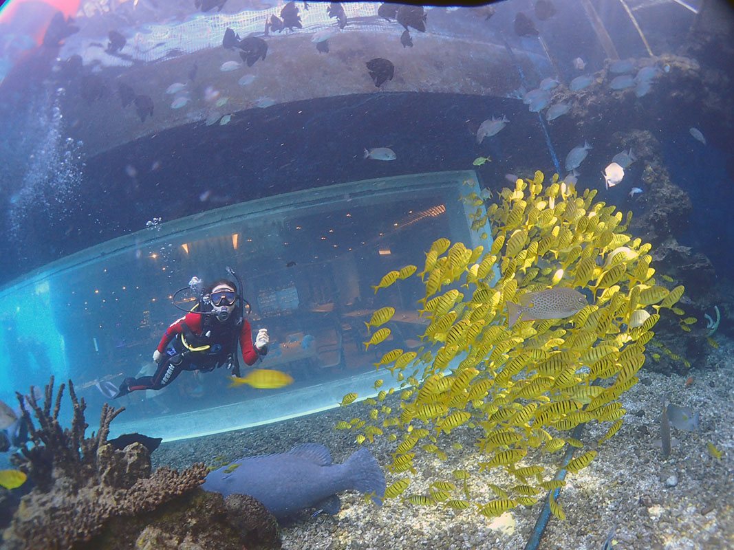 除了俯瞰大地的飛翔，還有潛入海底的翱翔。