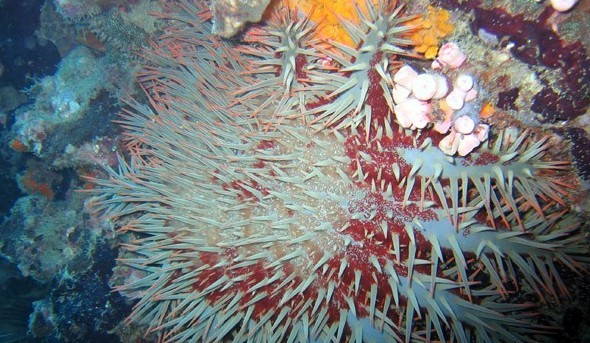 水下被海洋生物傷害到了該怎么辦？