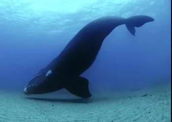 鯨魚(yú)科普-鯨魚(yú)大全送給你